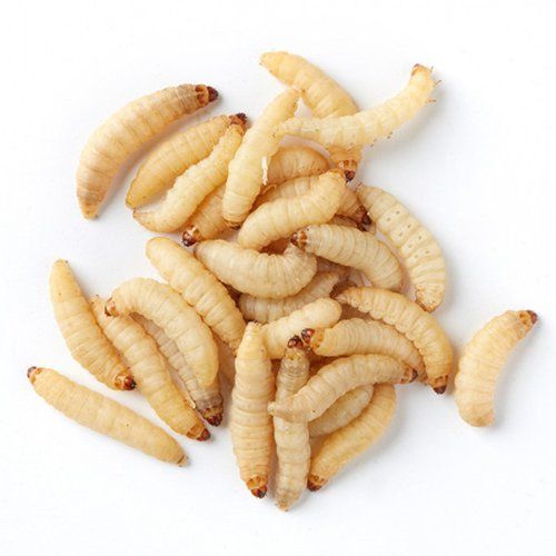 wax worms