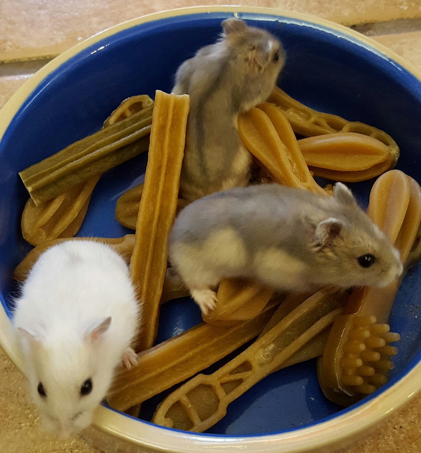 dwarfhamsters Pets Life Corunna